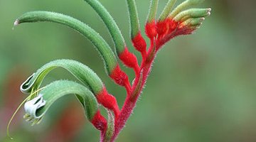 The kangaroo paw plant has a colourful and fuzzy flower.