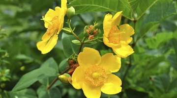 Hypericum shrubs respond to pruning with the gift of flowers.