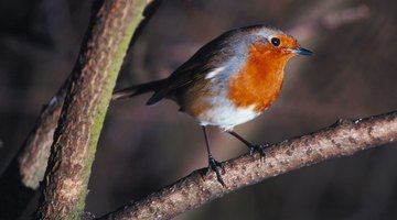 The European Robin is one of the most recognisable birds.