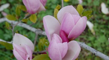 Saucer magolias produce stunning purple flowers.