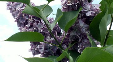 Lilac bushes are particularly susceptible to honey fungus.