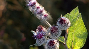 Studies say milk thistle helps to heal the liver.