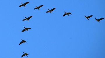 Canada geese migrate in large groups known as flocks.