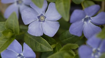 Forget-me-not flowers bloom in gardens through most of the spring season.