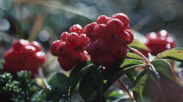 Red berries add colour to the garden.