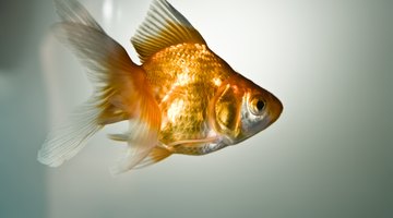 A goldfish cannot spawn alone.