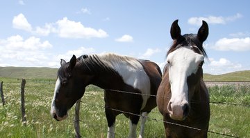 There are many vegetables that horses can safely eat.