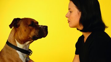 Getting rid of a skin yeast infection involves treating the whole dog.