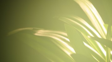 Shine up your houseplant's leaves with items from your kitchen.