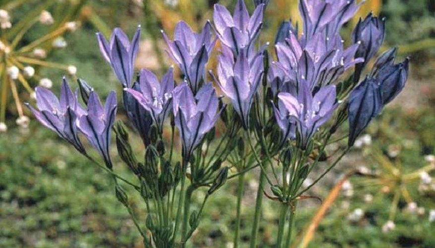 The plant's small blue flowers.