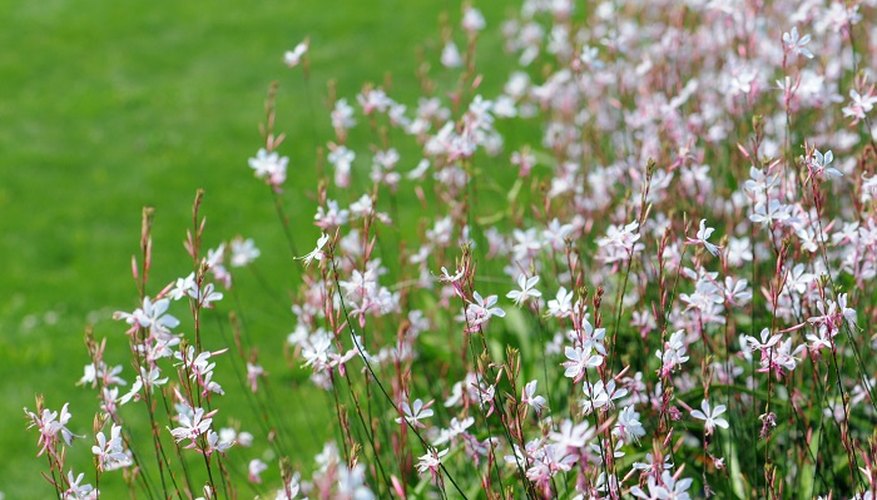 Prune gaura to keep the plant blooming successfully.