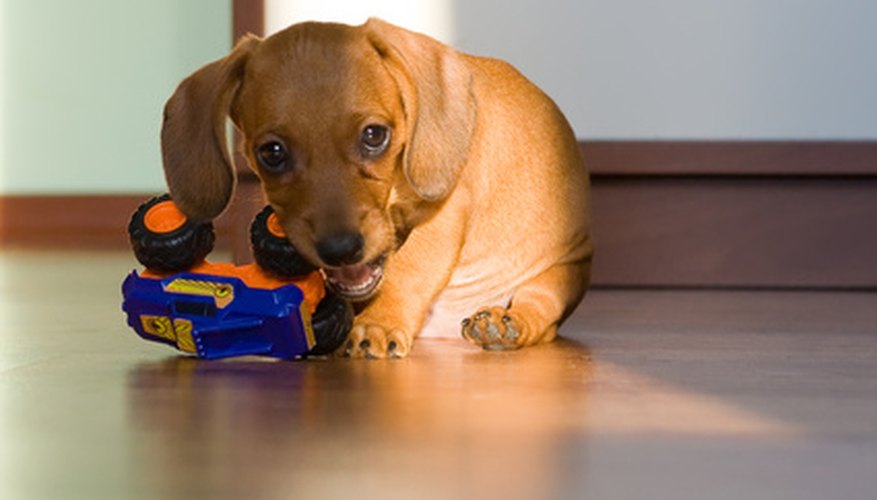 Keep your puppy healthy and free of worms.