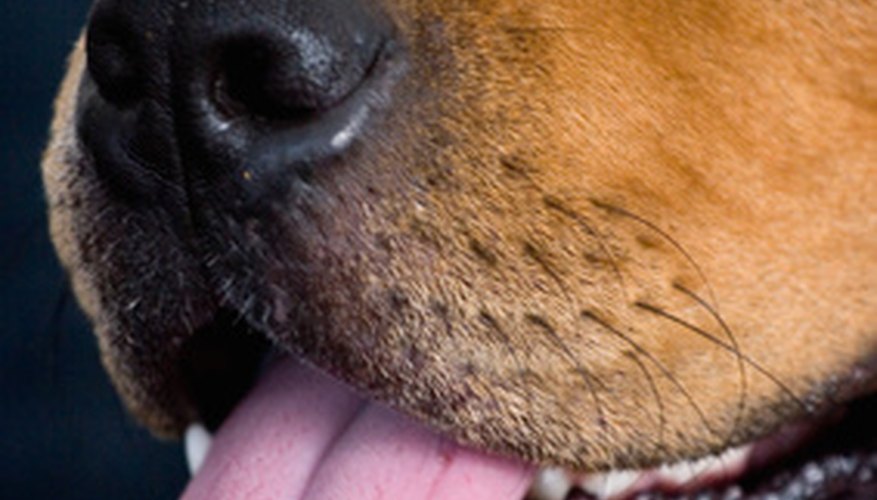 Dental health is important for dogs.