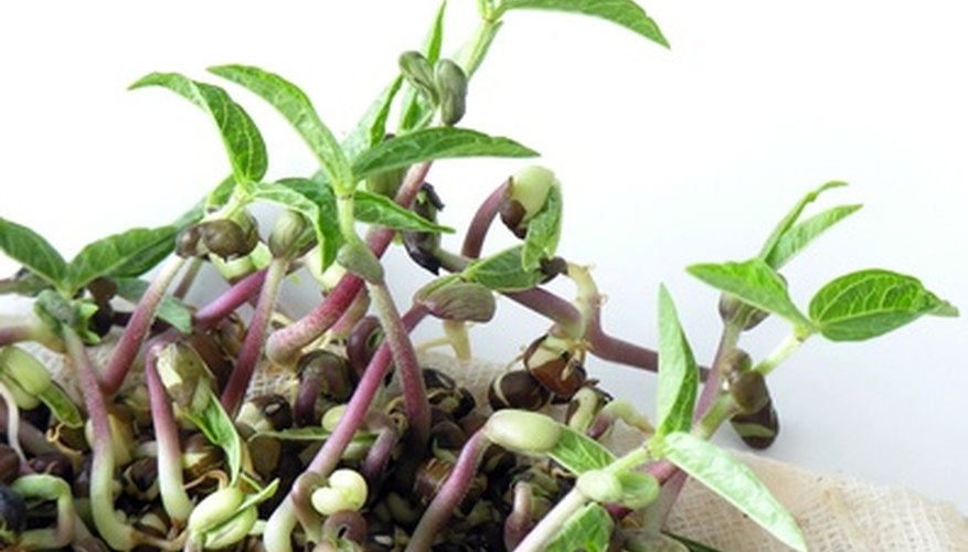 Sugar water can help wilted sprouts recover.