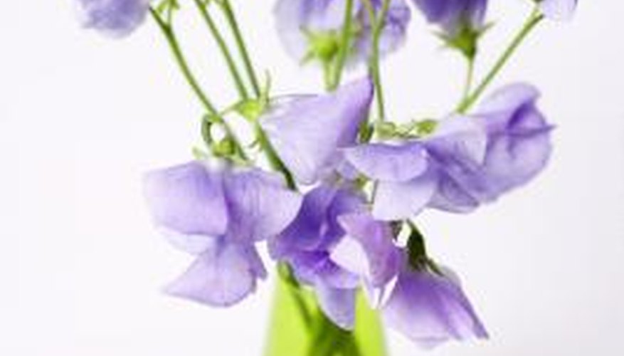 Sweet peas are grown for their scent.