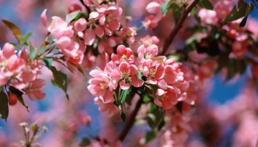Leaf curl disease can affect cherry trees.
