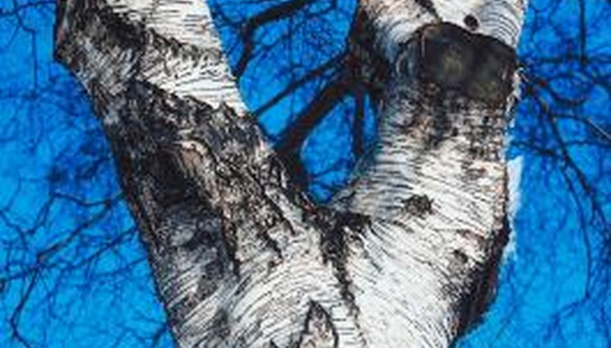 Silver birch trees have a distinctive bark.