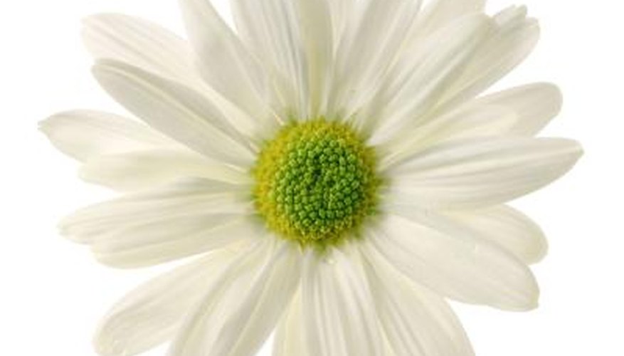 Plant daisies in your garden.