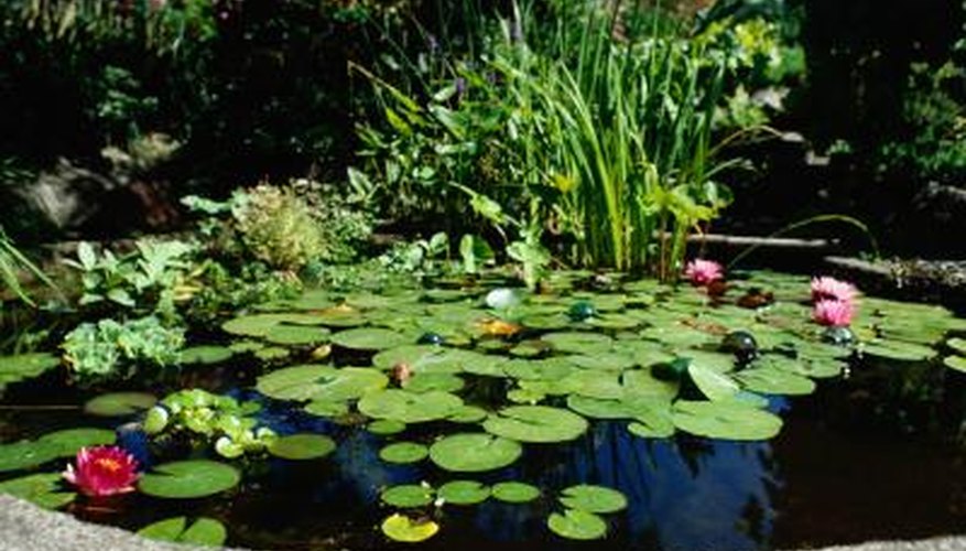 A garden pond containing only aquatic plants does not require aeration.