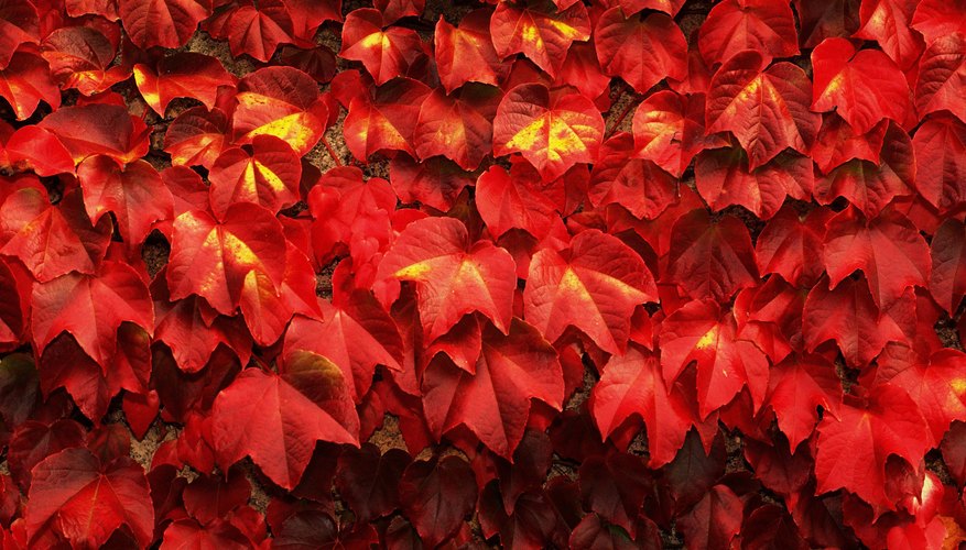 Virginia creeper provides beautiful autumn foliage.