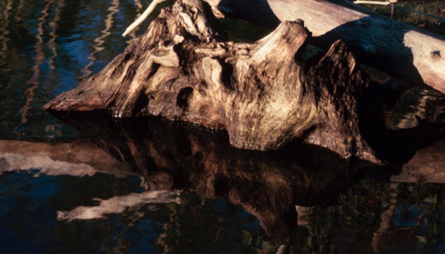 Driftwood must be dried before it is used in a project.